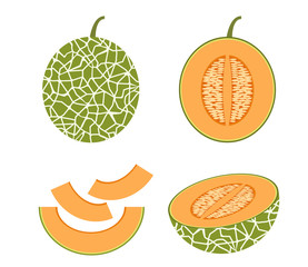 Vector illustration of set fresh Cantaloupe melon isolated on white background
