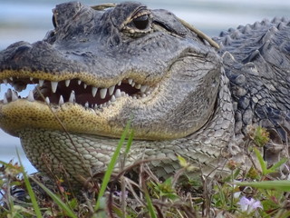 Gator