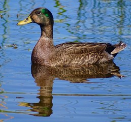 Hybrid Duck