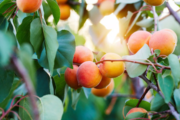 A bunch of ripe apricots on a branch - obrazy, fototapety, plakaty