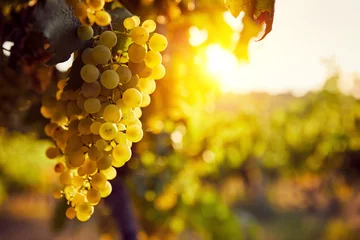 Crédence de cuisine en plexiglas Vignoble Les raisins jaunes sur un vignoble avec la lumière du soleil au coucher du soleil