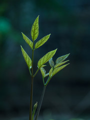 green plant on black background