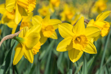 Fototapeta premium Yellow daffodils bloom in spring in the garden