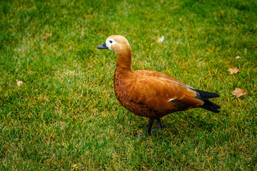 Duck on green grass, closeup