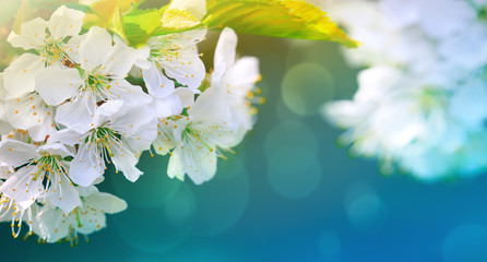 Close up on white cherry blossoms. Spring background.