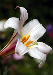 Beautiful and vibrantly colorful Flower Portraits © Tony and Sally.