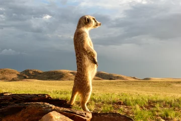 Foto auf Alu-Dibond suricate guard standing upright watching environment  © dblumenberg