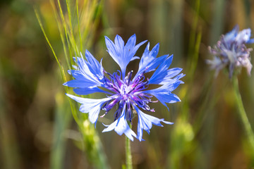 A cornflower