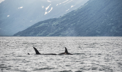 Fototapeta premium View of killer whale above water near Kamchatka Peninsula, Russia.