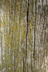 Obraz premium texture of wood and cracked paint