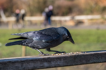 Crow eating on a wooden fence.