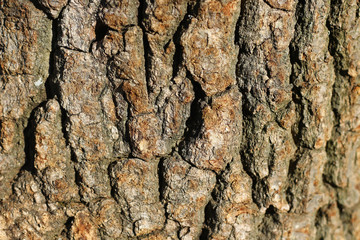 wooden texture background