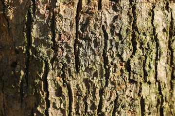 wooden texture background