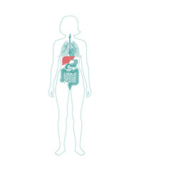 Vector illustration of liver 