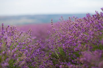Obraz premium Close-up of violet blooming lavender flower field at sunset.