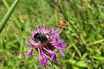 Bee on centaurea flower in the meadow, closeup