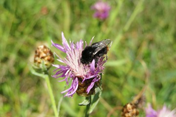 Bumblebee on purple centaurea flower in the meadow, closeup