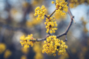 Yellow flowers on a tree with branches on a blue background