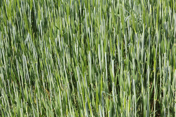 Corn field in spring