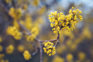 Yellow flowers on a tree with branches on a blue background