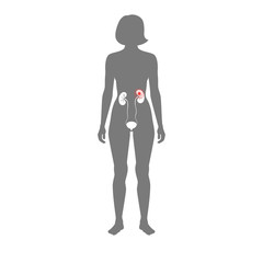 Vector illustration of kidney