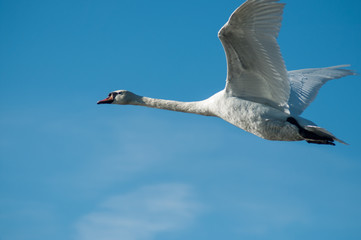 portrait of white swan flying on blue sky background
