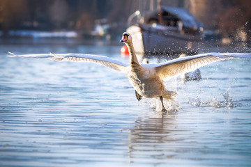 Schwan, Schwäne, Wasservogel, See, 