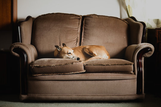 Dog on sofa