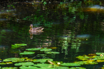 The duck floats in the pond