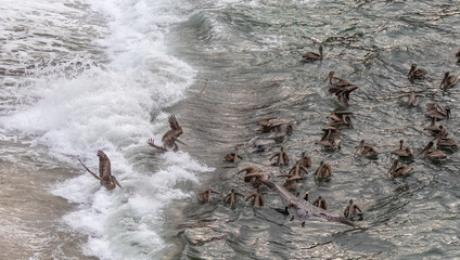 Brown pelicans in ocean water just off Gibson Beach, Point Lobos State Natural Reserve, California coast