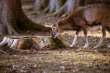 Animals: Schaf