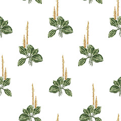 Background of sketches of plantain © Amili