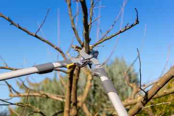 Beschneiden eines Apfelbaumes im Frühling.