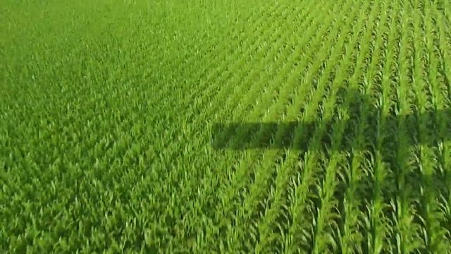 shadow of crop duster flying over green fields