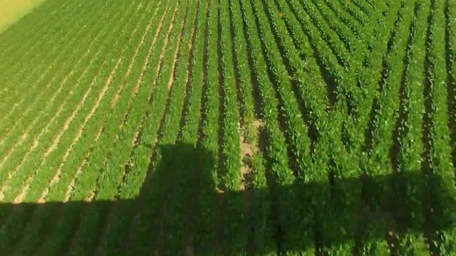 crop duster flying low over green fields