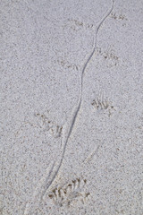 Fototapeta na wymiar Marine iguana footprints on a beach, Espanola Island, Galapagos National park, Ecuador