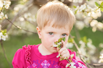 Small girl sniffs blooming apple flowers in orchard