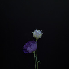 Obraz premium two purple eustomas on a square black background