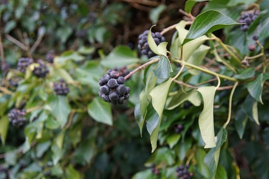 Efeu (Hedera Helix) mit Beeren