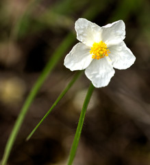 Ciste caussenard à Chanac, Lozère, France
