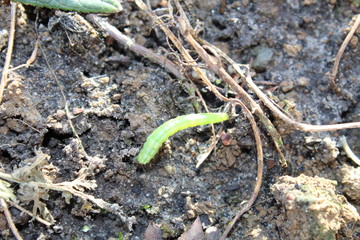a green caterpillar on black earth
