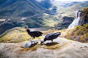 aves en hierve el agua oaxaca