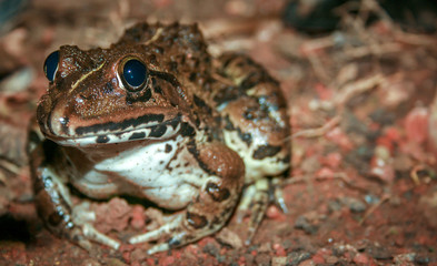 The frog