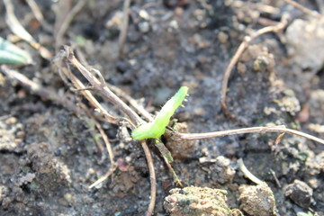 a green caterpillar on black earth