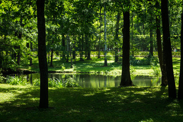 Obraz premium morning in the forest