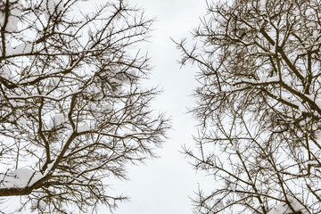 Branches of trees with snow against the sky in winter. Background.