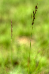 Brin d'herbe à Chanac, Lozère, France