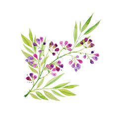 A branch of beautiful delicate purple flowers with leaves. Watercolor drawing