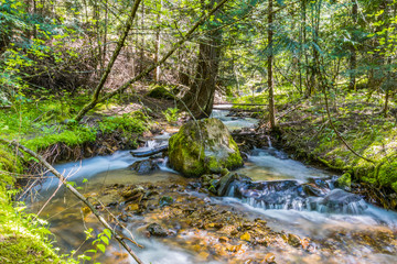 Mountain creek in the forest