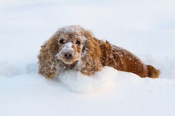 Cocker Spaniel in deep snow